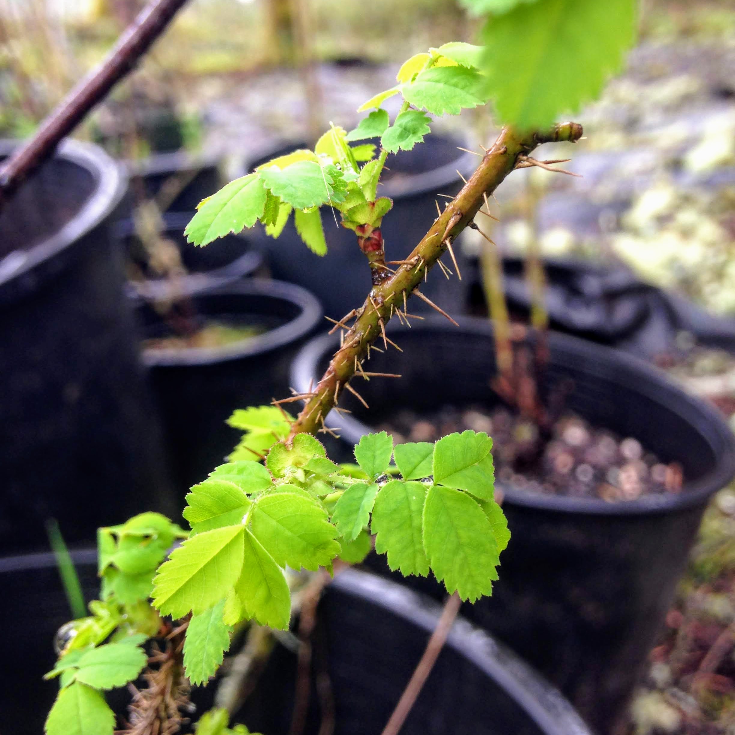 Plants Can Change The World