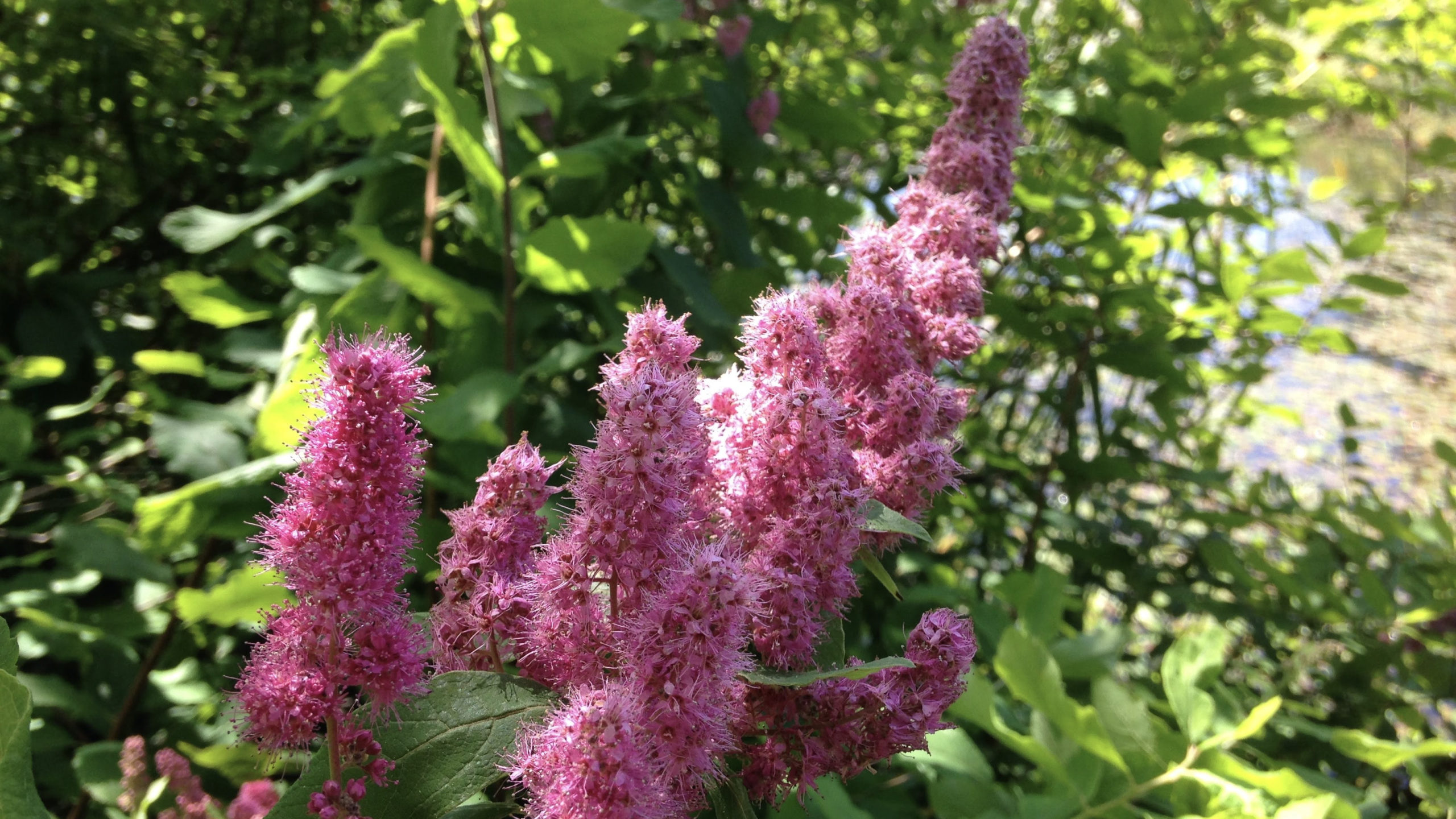 The Untapped Intelligence of Native Plants