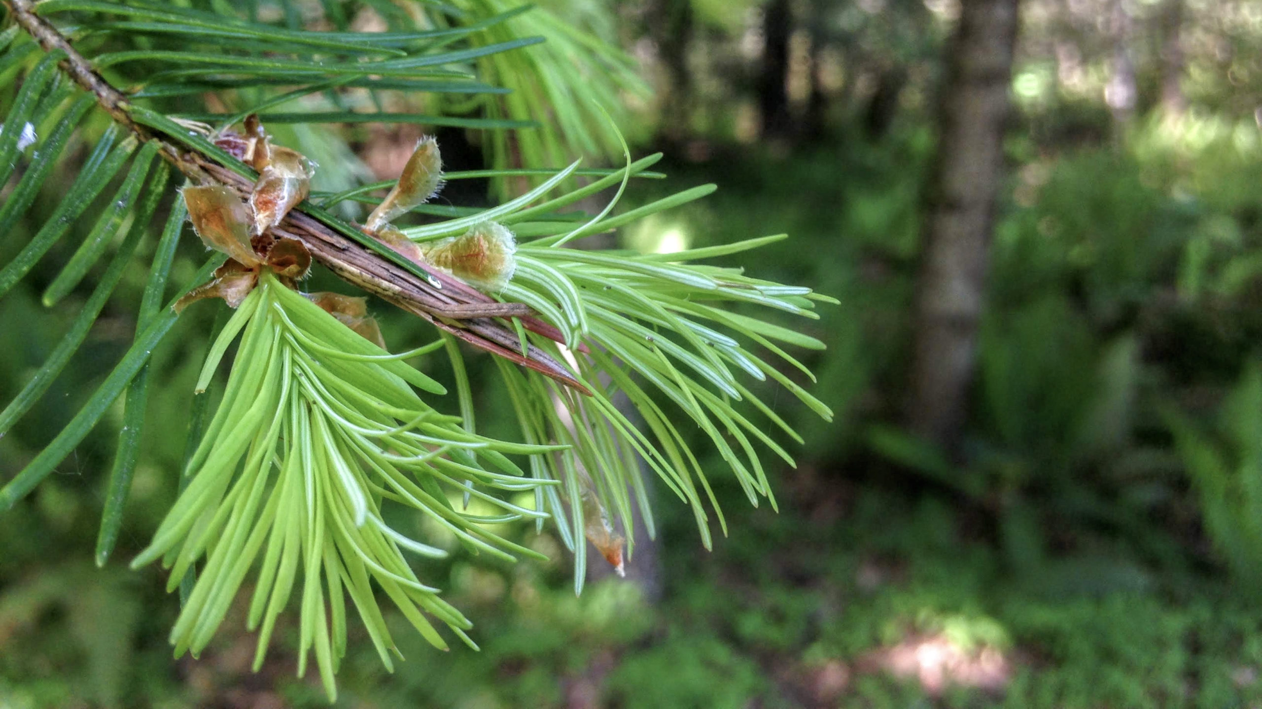 What is a Native Plant