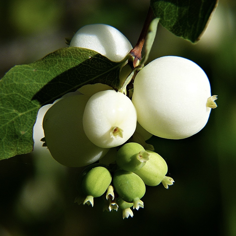 What is a Native Plant?