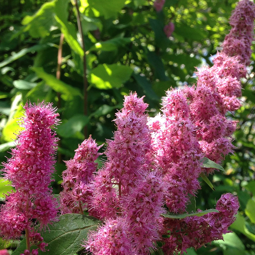 cropped-Untapped-Intelligence-of-Native-Plants-banner