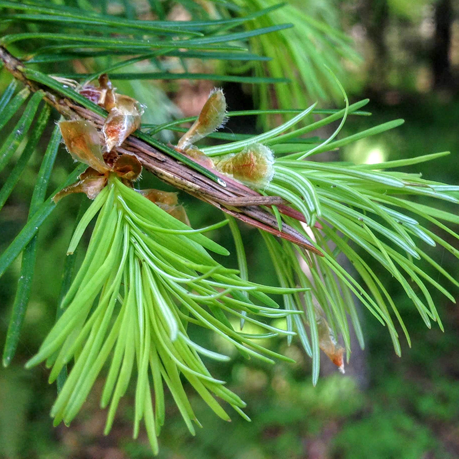 cropped-What-is-a-Native-Plant-banner-1