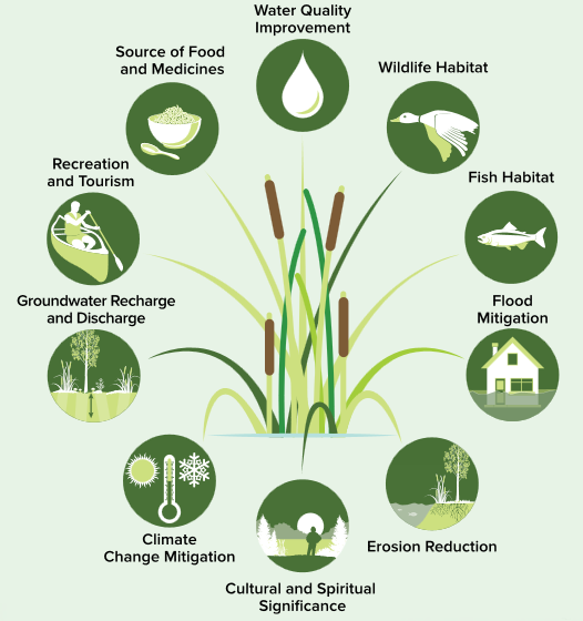 Native plant ecosystem service examples. Source: Ontario Ministry of Natural Resources and Forestry. 2017. A Wetland Conservation Strategy for Ontario 2017–2030. Queen’s Printer for Ontario. Toronto, ON. 52 pp.