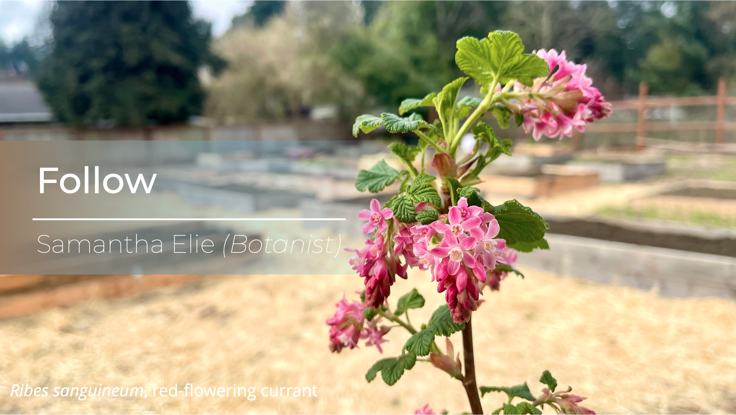 The text "Follow Samantha Elie (Botanist)" over a photo of Ribes sanguineum in bloom over an urban farm