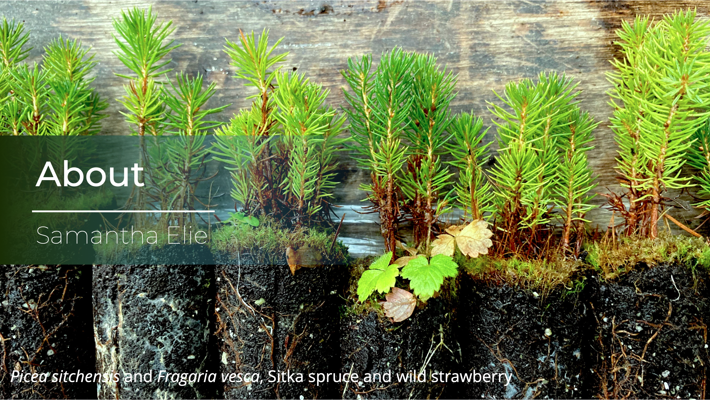 Photo of Picea sitchensis seedling plugs with a Fragaria vesca volunteer and the text "About Samantha Elie"