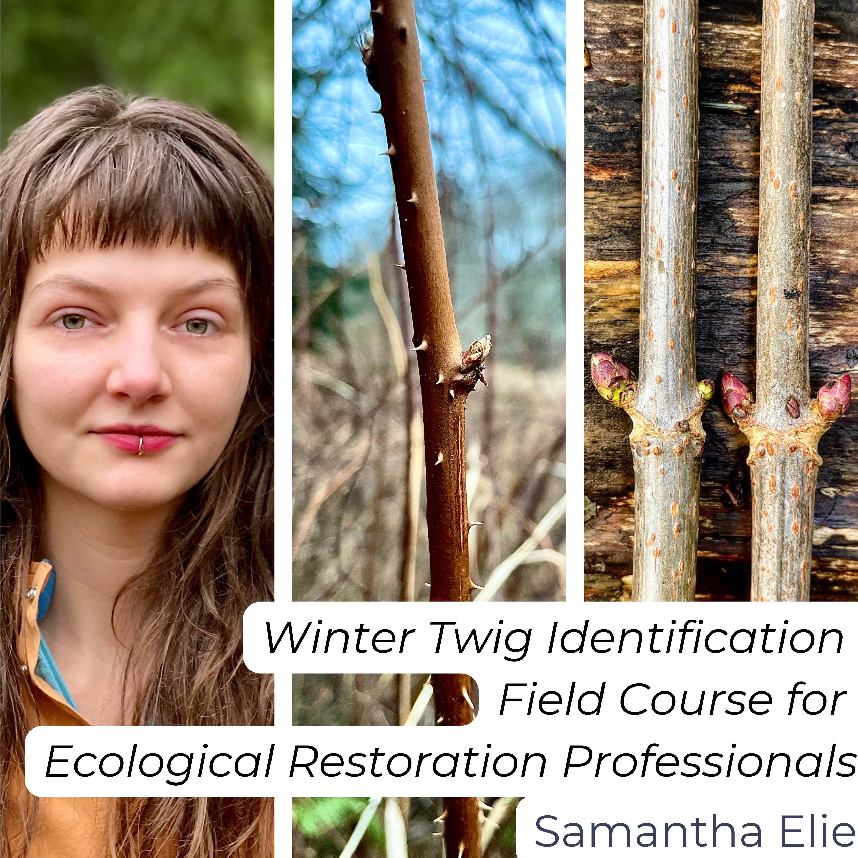 Winter Twig Identification Field Course for Ecological Restoration Professionals Sound Native Plants