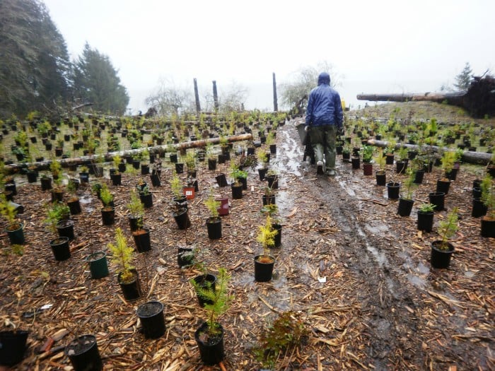 Restoration planting at WDNR Stavis Natural Resource Conservation Area