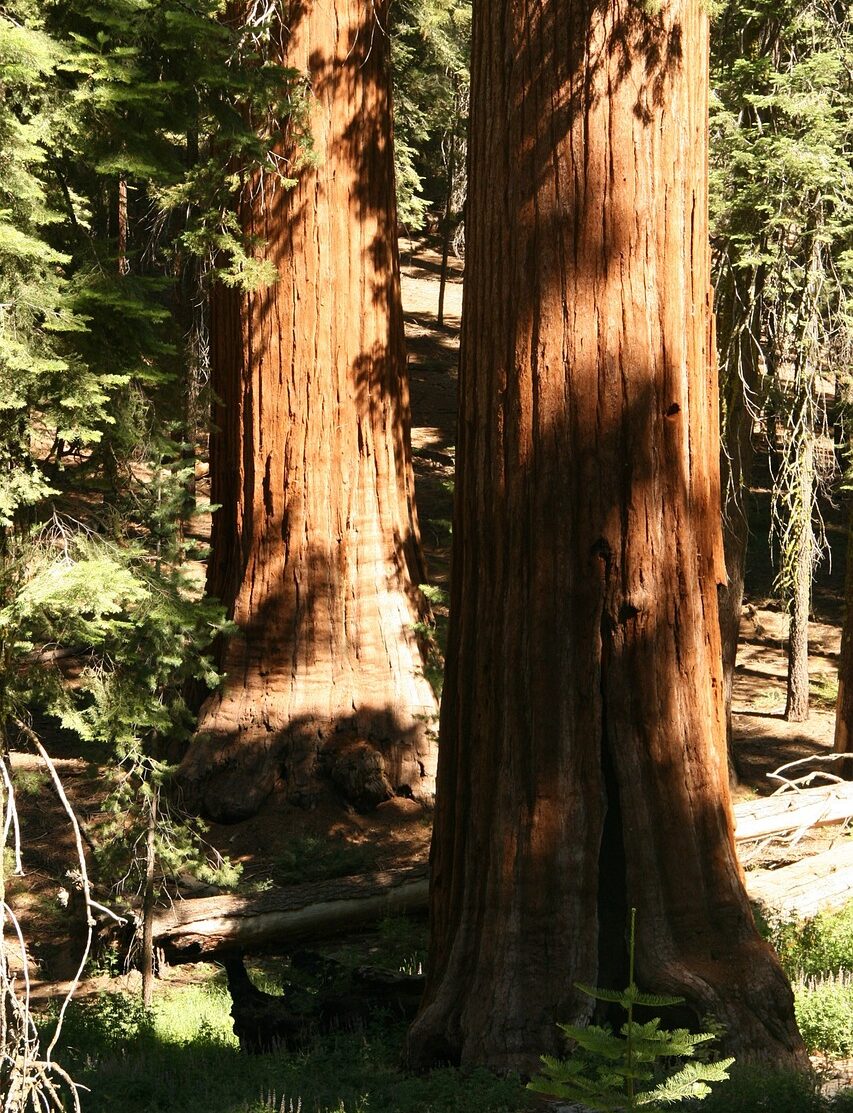 old growth