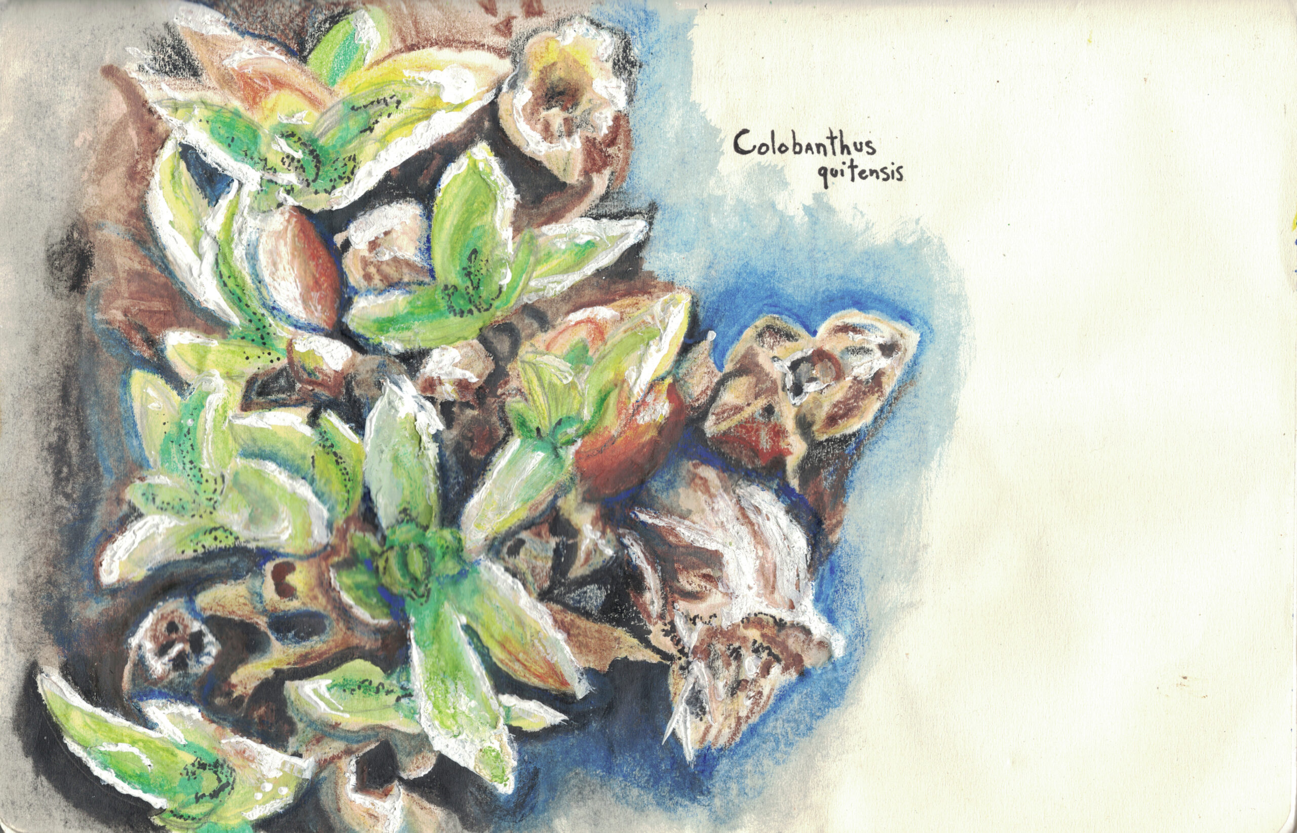 Colobanthus quitensis in ink and watercolor pencil by Samantha Elie
