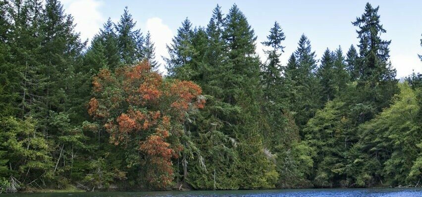 Trees at Brown Preserve in fall