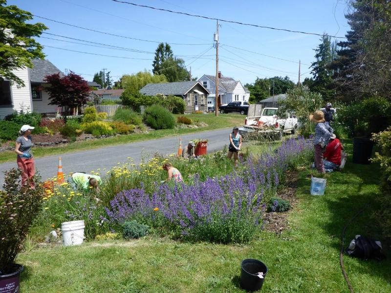 Volunteers maintaining an urban rain garden in bloom