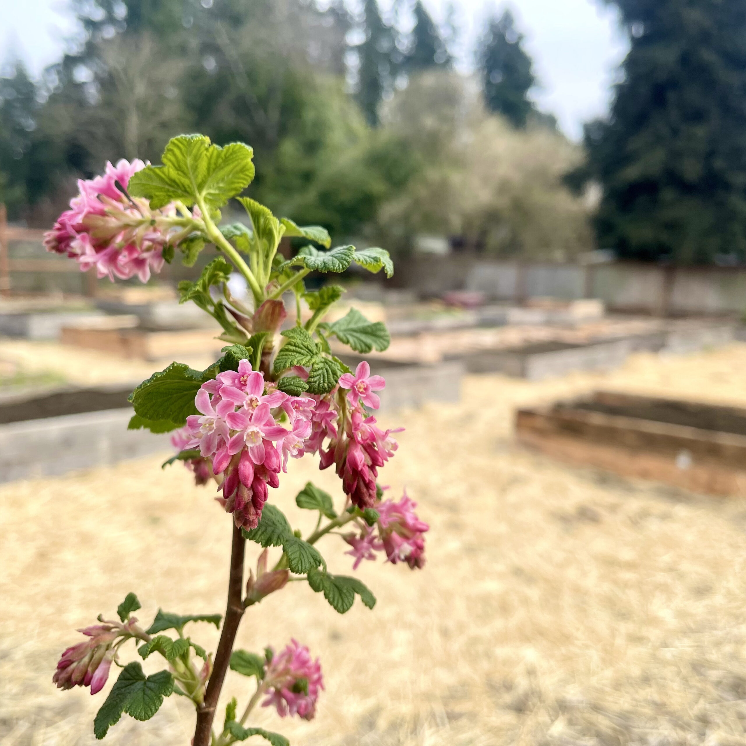 Ribes sanguineum in flower on an urban farm