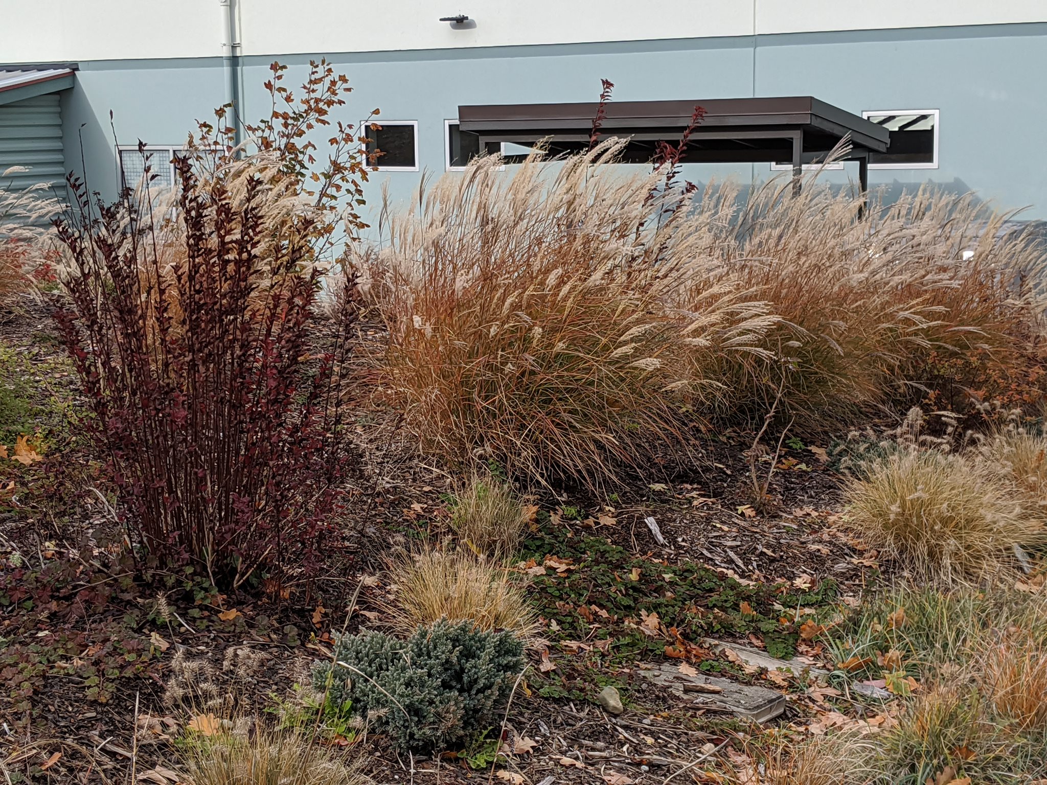 Green stormwater infrastructure planting at the Thurston Co. accountability and restitution center