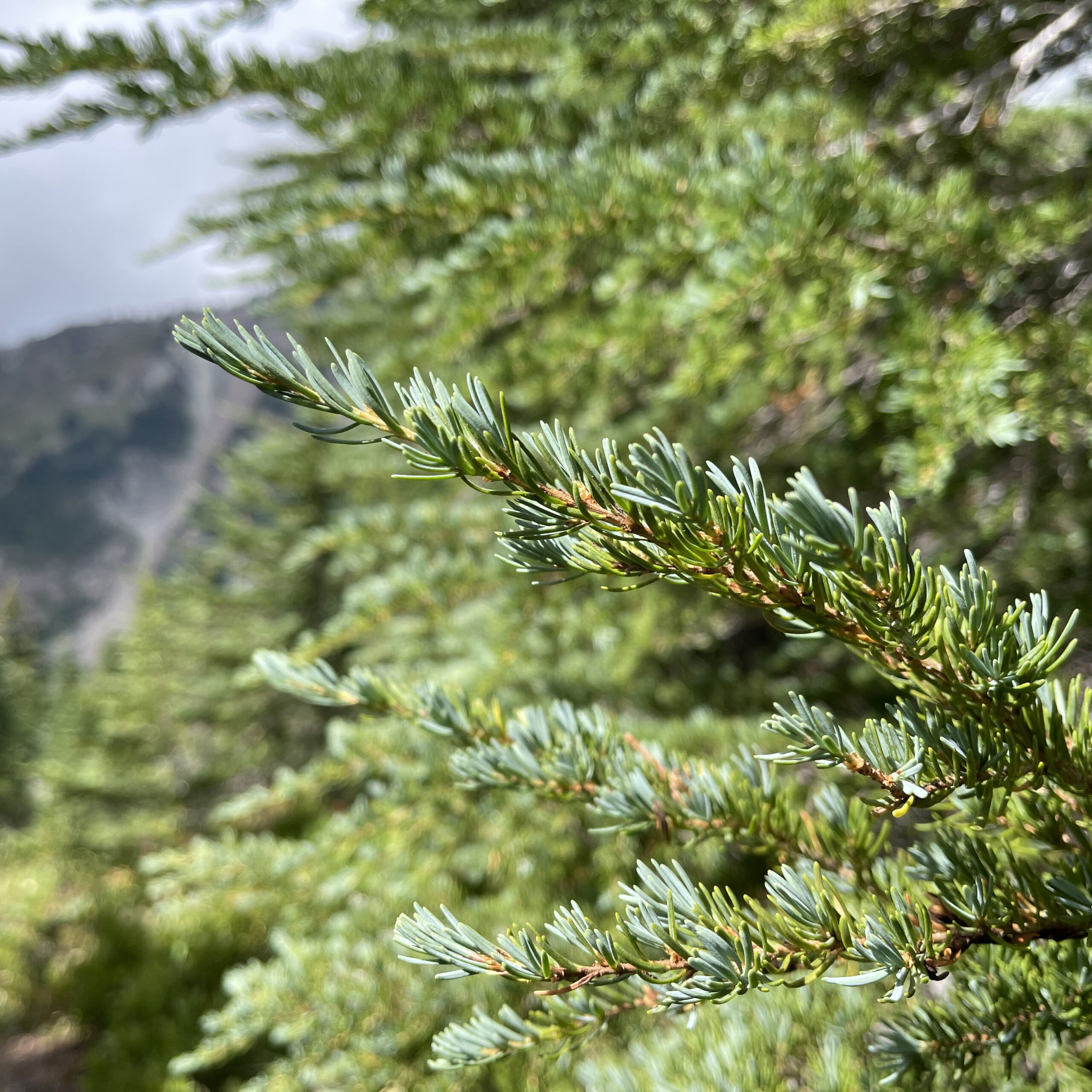 Mountain hemlock needles