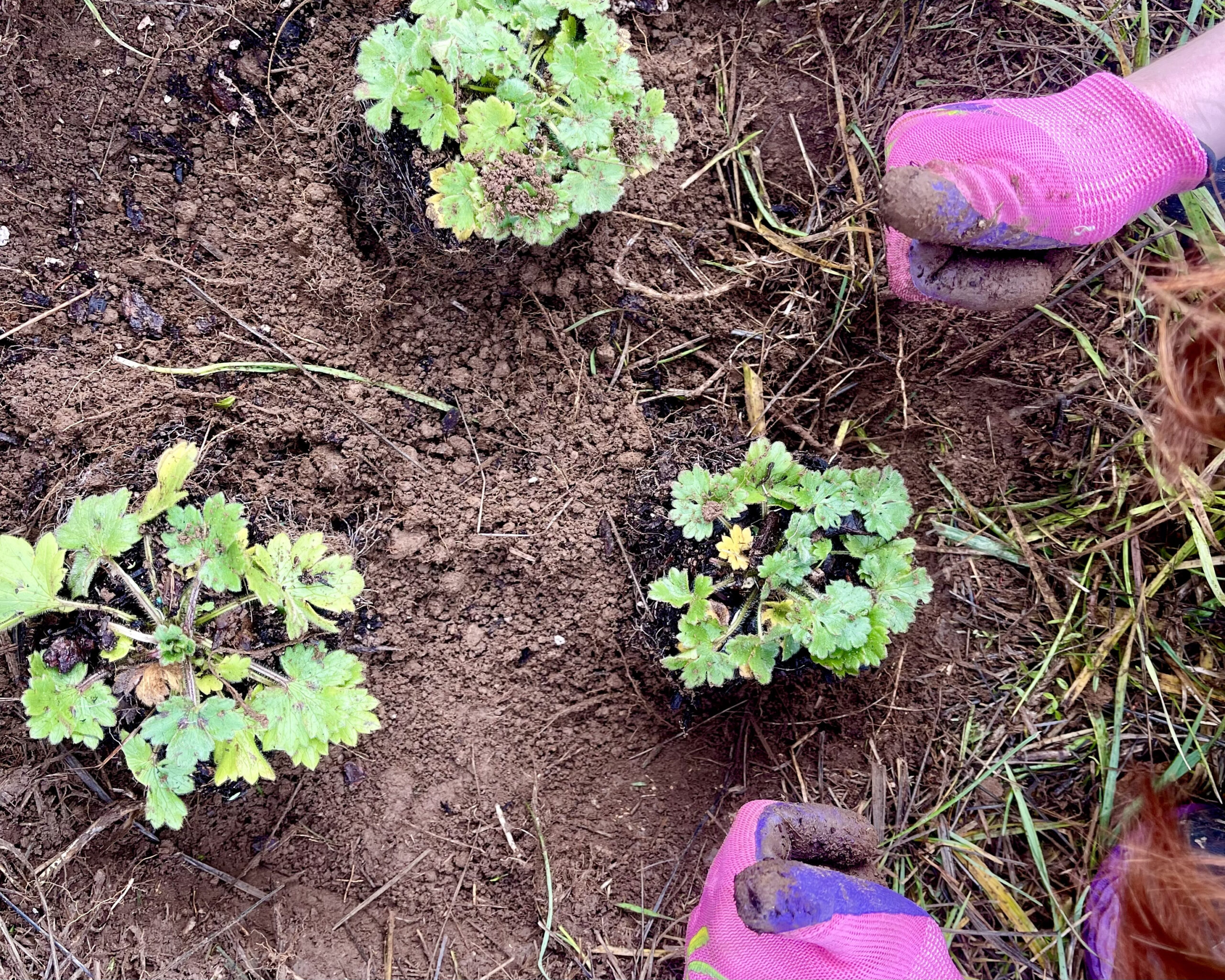 Student's hands in pink work gloves giving double thumbs up around three newly planted plants