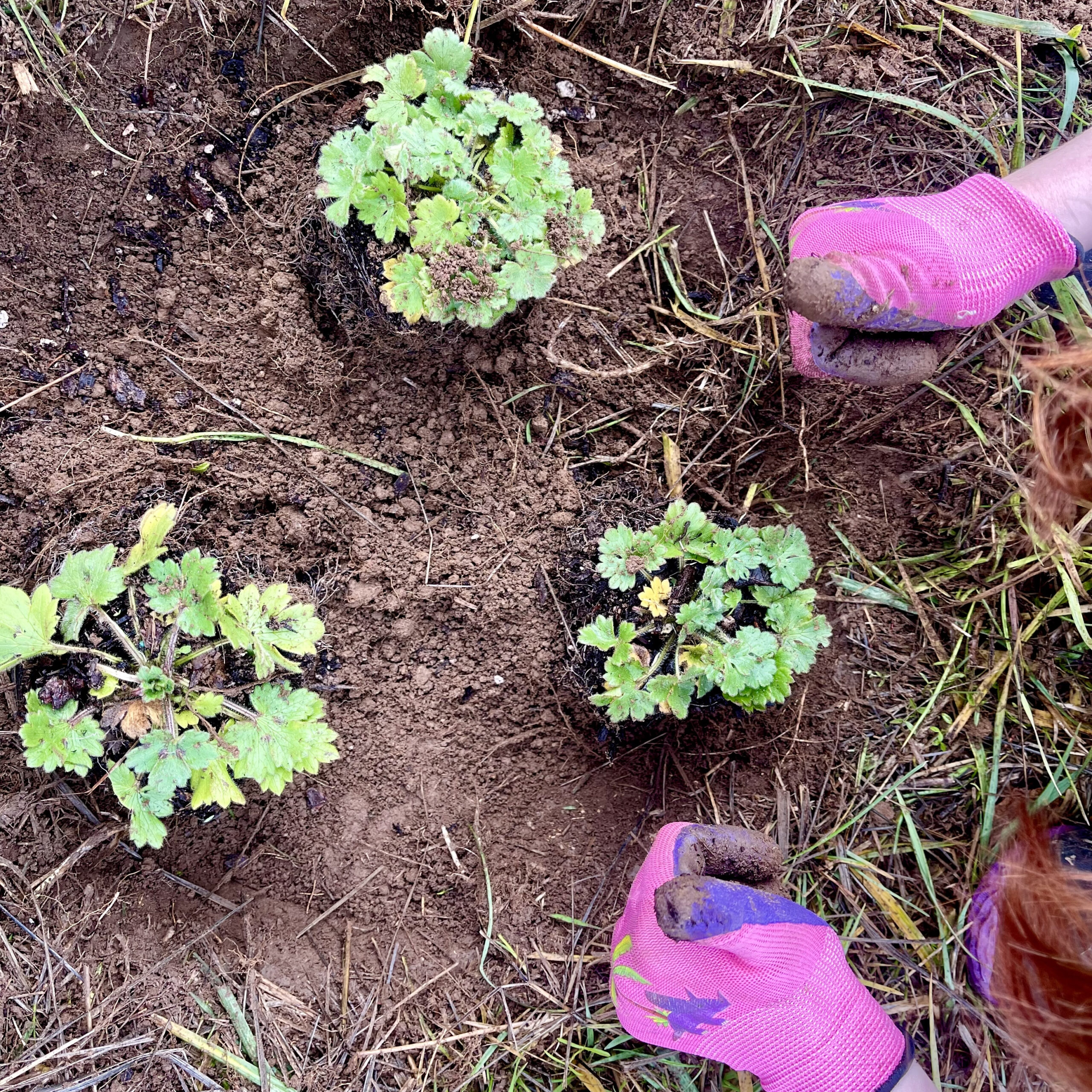 Student's hands in pink work gloves giving double thumbs up around three newly planted plants