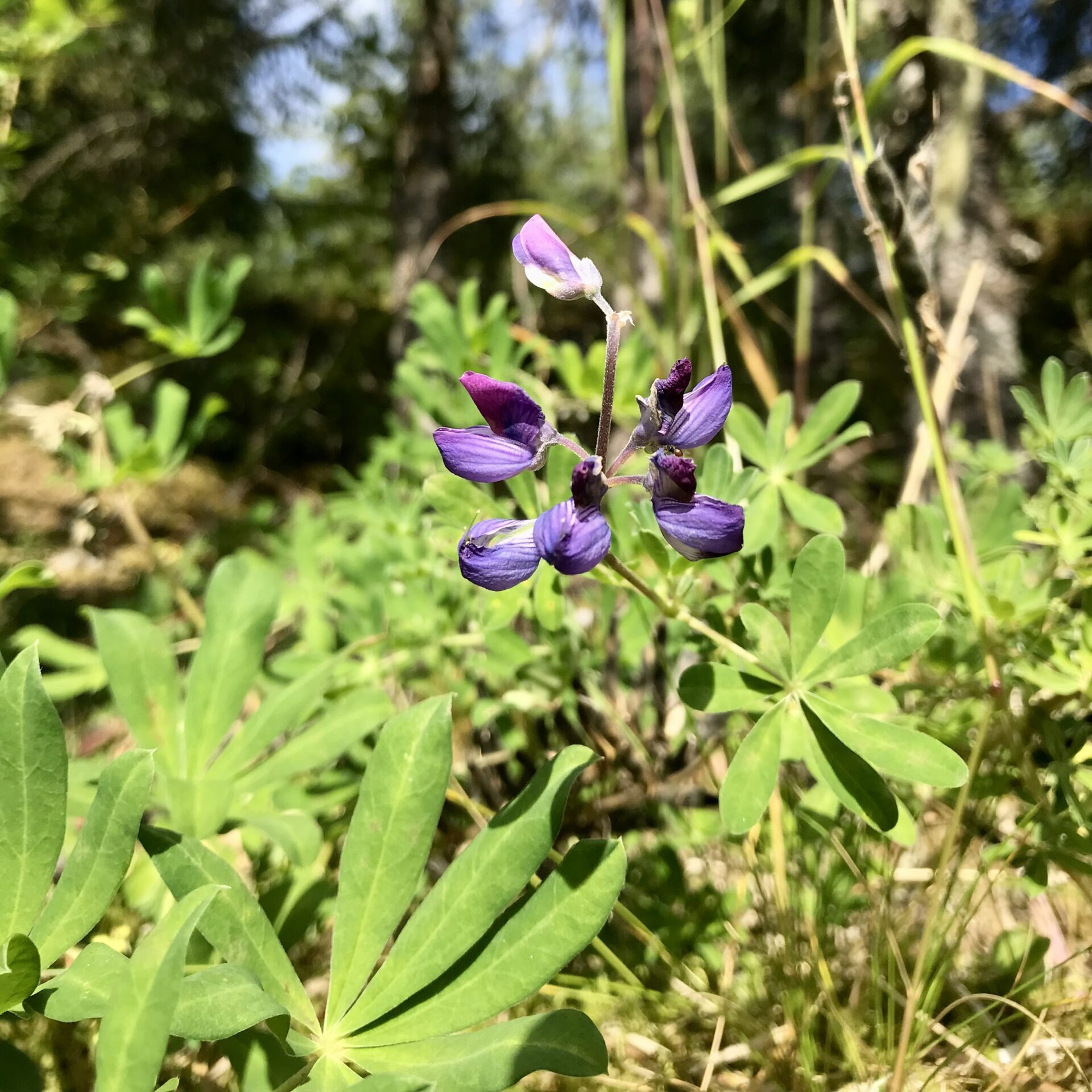 Photo of lupin flower in subalpine community